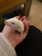 Rittens geboren. Velveteen en gewone vachtjes, Rat, Mannelijk, December, Tam