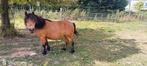 Verschillende kleur mini merries en hengsten te koop, Dieren en Toebehoren, Merrie