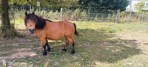Verschillende kleur mini merries en hengsten te koop, Dieren en Toebehoren, Paarden en Pony's | Dekhengsten en Fokmerries, Merrie