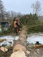 Ervaren A-zaagteam/hout hakken/brandhout/haardhout/bomen, Minder dan 3 m³, Ophalen, Overige houtsoorten, Blokken