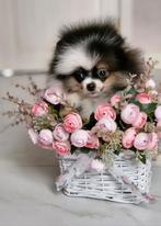 Pomeriaan pups met stamboom nog 1 teef en 1 reu, Particulier, Rabiës (hondsdolheid), 15 weken tot 1 jaar, Reu