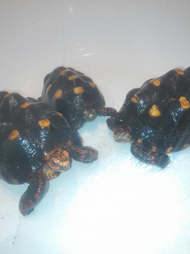 Landschildpadden kolenbranders, Dieren en Toebehoren, Reptielen en Amfibieën, Schildpad, 3 tot 6 jaar, Met terrarium, Tam