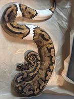 Kweek collectie konings pythons inclu  racks en broedstoven, Dieren en Toebehoren, Slang, Tam