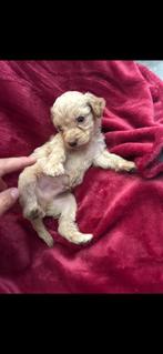 Liefdevol opgegroeide Lagotto kruising pups, Dieren en Toebehoren, Particulier, Overige rassen, 8 tot 15 weken, Buitenland