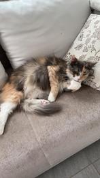 Ragcoon ( Maincoon ragdoll), Dieren en Toebehoren, Poes