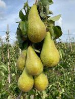 FRUITBOMEN laagstam-halfstam-hoogstam, Tuin en Terras, Ophalen, 100 tot 250 cm, Volle zon, Lente