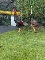 Shamo Hint, Dieren en Toebehoren, Mannelijk, Kip