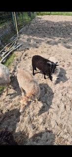 Oussant schapen, Meerdere dieren, Schaap