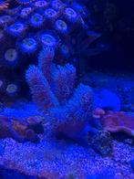 Sinularia coral (Vingerleder), Overige typen, Zoutwatervis