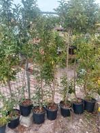 Portugese laurier 150/175 b keus 15 euro per stuk, Tuin en Terras, Ophalen, Laurier, 100 tot 250 cm