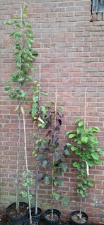 Cercis, judasboom. Diverse soorten, Tuin en Terras, Planten | Bomen, Ophalen, Volle zon, Overige soorten