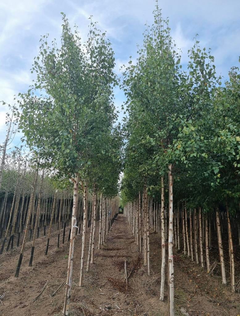 Berken bomen in vele maten en soorten leverbaar, Ophalen of Verzenden, Volle zon, Overige soorten