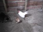 1 mooi wit krul serama haantje en1 bont krul  serama haantje, Dieren en Toebehoren, Pluimvee, Mannelijk, Kip