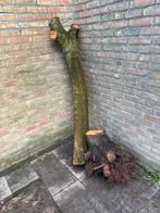 Boomstam en Stronk - Hout voor Projecten, Ophalen, Gebruikt, Overige typen, Hardhout
