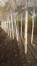 Betula pendula(berk) te koop!, Tuin en Terras, Planten | Bomen, Halfschaduw, Overige soorten, Bloeit niet, 400 cm of meer