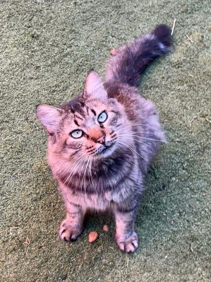 Jarela, Jazz, 12/07/2022 gered uit een colonie, Dieren en Toebehoren, Katten en Kittens | Overige Katten, Langharig, Kater, 0 tot 2 jaar