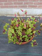 Oxalis, Ophalen of Verzenden, Zomer, Volle zon