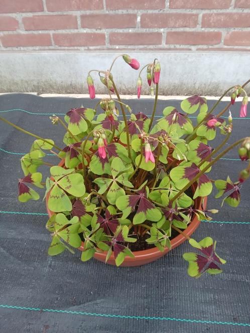 Oxalis, Tuin en Terras, Planten | Tuinplanten, Volle zon, Zomer, Ophalen of Verzenden