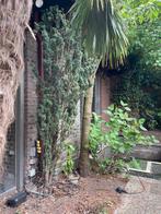 Taxus 2,5m hoog, Tuin en Terras, Ophalen, Bloeit niet, Halfschaduw, Overige soorten