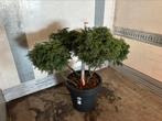 Tsuga canadensis tuin bonsai, Ophalen of Verzenden, Bloeit niet