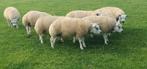 5  rammen, Mannelijk, Schaap