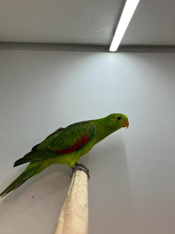 0-0-2 Roodvleugel Parkiet beschikbaar voor biedingen