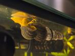 Olifanten slakken, Dieren en Toebehoren, Vissen | Aquariumvissen, Slak of Weekdier