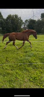 13 jarige vos KWPN merrie 165cm hoog met prachtig been werk, Dressuurpony, Zadelmak, 11 jaar of ouder, Merrie