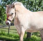 Lieve 3 jr grote fjordenmerrie!  Fokkerij of Sport fjord, Dieren en Toebehoren, Gechipt, 3 tot 6 jaar, Onbeleerd, Recreatiepony