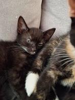 Prachtige Kittens, Dieren en Toebehoren, Katten en Kittens | Overige Katten, Meerdere dieren, Kortharig, 0 tot 2 jaar