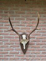 Mooi Edelhert Gewei Jacht Trofee Mancave Jacht Hut d85, Verzamelen, Dierenverzamelingen, Ophalen, Gebruikt, Hert, Gewei of Kop