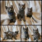 Lieve zachte grijze kittens. Mix Blauwe Rus/Britse korthaar., Dieren en Toebehoren, Katten en Kittens | Raskatten | Korthaar, Meerdere dieren
