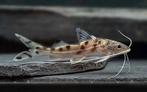 Gevlekte Pimelodus meerval, Vis, Zoetwatervis