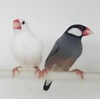 Wildkleur Rijstvogel poppen gevraagd, Dieren en Toebehoren, Vogels | Overige Vogels, Vrouwelijk