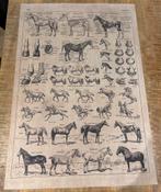 Anatomie Schoolplaat Paarden - Wanddecoratie, Ophalen of Verzenden, Gebruikt