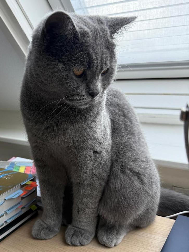 Britse korthaar poes, Dieren en Toebehoren, Katten en Kittens | Raskatten | Korthaar, Poes, 0 tot 2 jaar, Gechipt, Ontwormd, Ingeënt