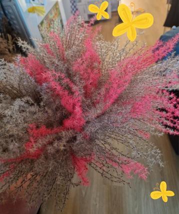 Droogbloemen/pluimen beschikbaar voor biedingen