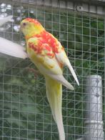 Roodrug parkiet Roodruggen, Meerdere dieren, Parkiet, Geringd