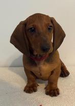 Korthaar teckel standaard met stamboom, Dieren en Toebehoren, Honden | Teckels en Dashonden, Standaard, Particulier, Rabiës (hondsdolheid)