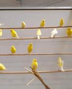 Te koop aangeboden diverse waterslagers Witte en gele, Dieren en Toebehoren, Vogels | Kanaries, Meerdere dieren, Zangkanarie