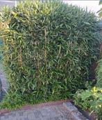 Gratis Bamboe, Tuin en Terras, Ophalen, Overige materialen, Minder dan 3 meter, 1 tot 2 meter