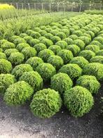 Thuja Danica bol, Tuin en Terras, Volle zon, Vaste plant, Bloeit niet, Ophalen
