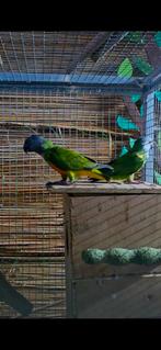Kweekkoppel bonte boeren., Dieren en Toebehoren, Vogels | Parkieten en Papegaaien, Meerdere dieren, Parkiet