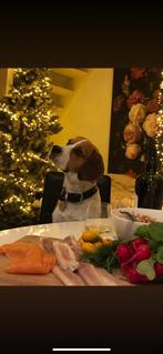 Hond, Overige niveaus, Overige vormen