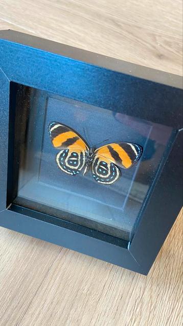 opgezet vlinder taxidermie callicore aegina in 3d lijst beschikbaar voor biedingen