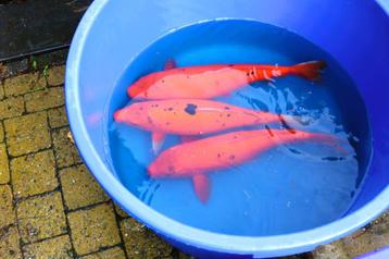 Karashigoi, koi en voeding  beschikbaar voor biedingen