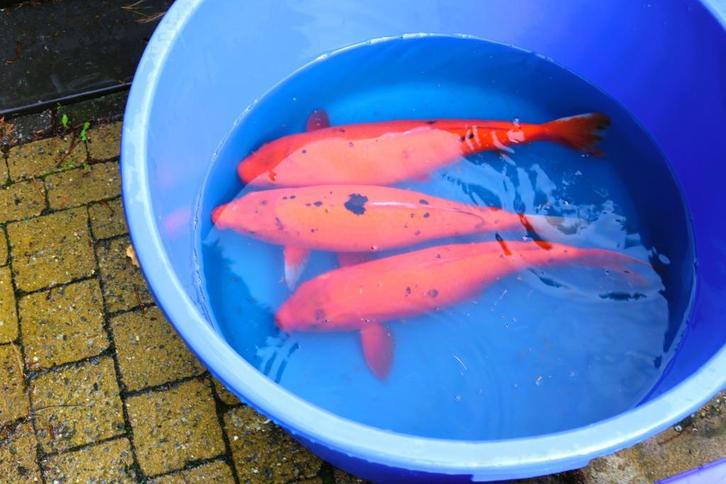 Karashigoi, koi en voeding, Dieren en Toebehoren, Vissen | Vijvervissen, Karper of Koi