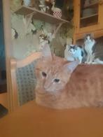 Aangeboden 2 rode katers, Dieren en Toebehoren, Katten en Kittens | Overige Katten, Kater