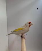 0-3 grote putter satinet, Vrouwelijk, Wildzangvogel, Geringd