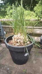 2 kleuren pampas pluimen (zie beschrijving), Tuin en Terras, Planten | Tuinplanten, Ophalen, Zomer, Overige soorten, Volle zon